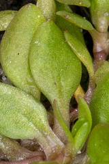 Montia arvensis