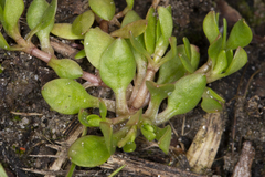 Montia arvensis