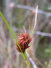 Rhynchospora chalarocephala