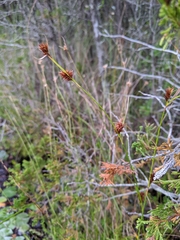 Rhynchospora chalarocephala