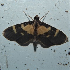 Lypotigris fusalis