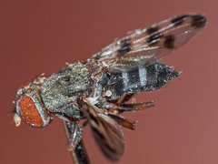 Ceroxys hortulana