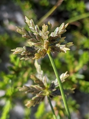 Cyperus grayi