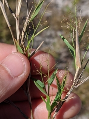 Dichanthelium wrightianum