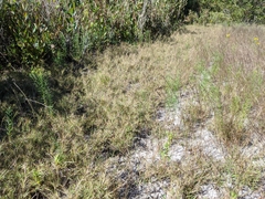 Dichanthelium wrightianum