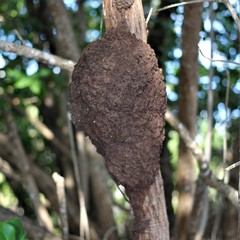 Nasutitermes corniger