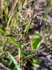Rhynchospora nitens