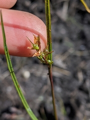 Scleria reticularis