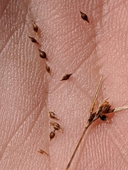 Rhynchospora knieskernii