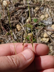 Rhynchospora knieskernii