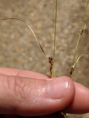 Rhynchospora knieskernii