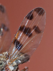 Ceroxys hortulana