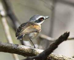 Batis mixta