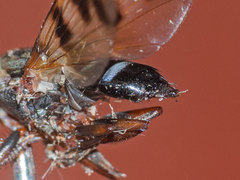 Ceroxys hortulana
