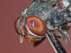 Ceroxys hortulana