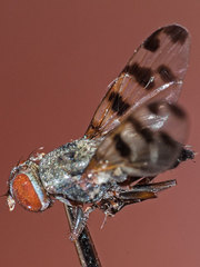 Ceroxys hortulana