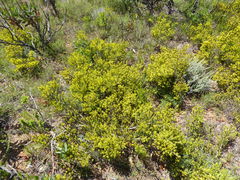 Aspalathus ericifolia ericifolia