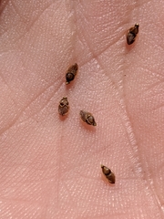 Eleocharis tuberculosa