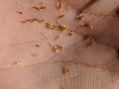 Rhynchospora leptocarpa