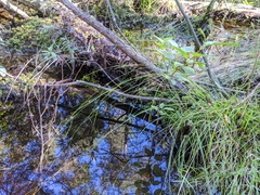 Rhynchospora leptocarpa