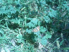 Vanessa cardui