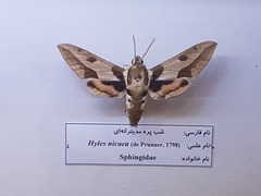 Hyles nicaea