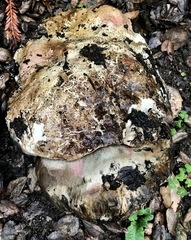 Rubroboletus eastwoodiae