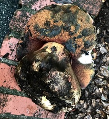 Rubroboletus eastwoodiae