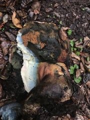 Rubroboletus eastwoodiae