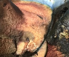 Rubroboletus eastwoodiae