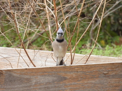 Cyanocitta cristata