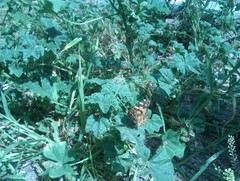 Nymphalidae