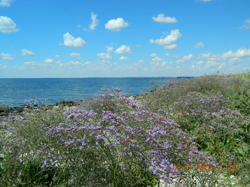 Limonium scoparium, photograph 5