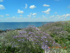 Galyna Mykytynets, CC BY, iNaturalist via GBIF Limonium scoparium, photograph Galyna Mykytynets, CC BY, iNaturalist via GBIF