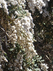 Tarchonanthus littoralis