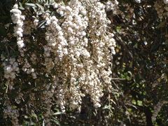 Tarchonanthus littoralis