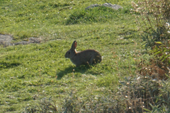 Oryctolagus cuniculus