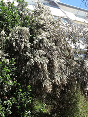 Tarchonanthus littoralis