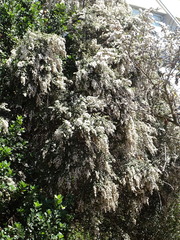Tarchonanthus littoralis