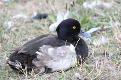 Aythya fuligula