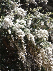 Tarchonanthus littoralis