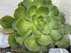 Aeonium arboreum