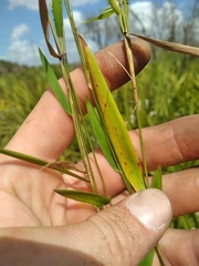 Dichanthelium patentifolium