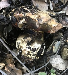 Rubroboletus eastwoodiae