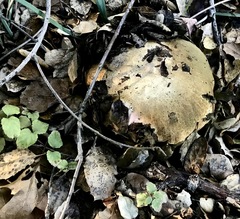 Rubroboletus eastwoodiae