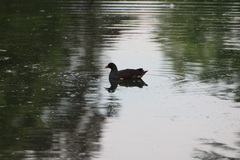 Gallinula chloropus