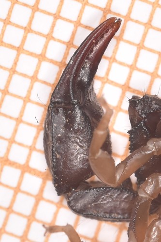 European Yellow-tailed Scorpion