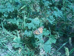 Nymphalidae
