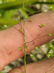 Dichanthelium patentifolium