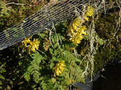 Corydalis cheilanthifolia